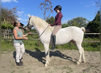 Caballo ""Curly"", Yegua, 5 años, 158 cm, Sabino