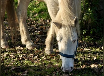 Caballo ""Curly"", Yegua, 5 años, 158 cm, Sabino