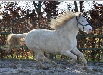 Caballo ""Curly"", Yegua, 5 años, 158 cm, Sabino