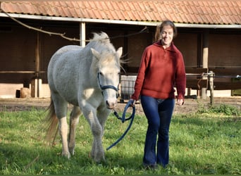 Caballo ""Curly"", Yegua, 5 años, 158 cm, Sabino