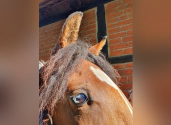 Caballo ""Curly"", Yegua, 6 años, 149 cm, Pío