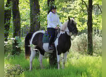 Caballo ""Curly"", Yegua, 6 años, 155 cm, Negro