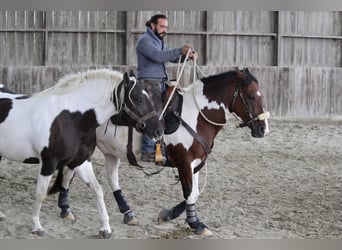Caballo ""Curly"", Yegua, 6 años, 155 cm, Negro