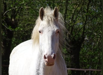 Caballo ""Curly"", Yegua, 6 años, 158 cm, Sabino