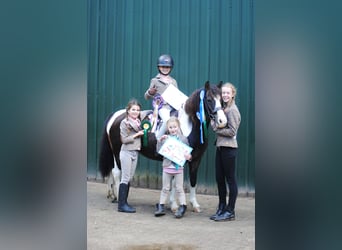 Caballo ""Curly"" Mestizo, Yegua, 7 años, 130 cm, Pío
