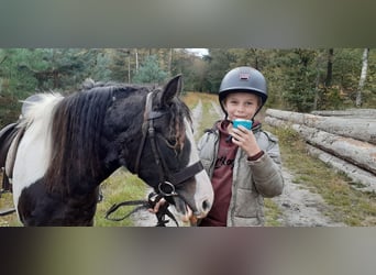 Caballo ""Curly"" Mestizo, Yegua, 7 años, 130 cm, Pío