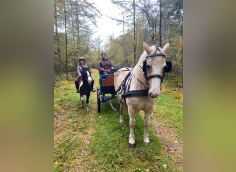 Caballo ""Curly"" Mestizo, Yegua, 7 años, 130 cm, Pío