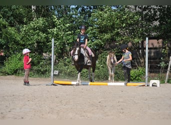 Caballo ""Curly"" Mestizo, Yegua, 7 años, 130 cm, Pío