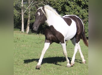 Caballo ""Curly"", Yegua, 7 años, 155 cm, Negro