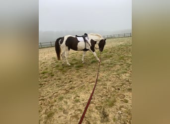 Caballo ""Curly"", Yegua, 7 años, 155 cm, Negro