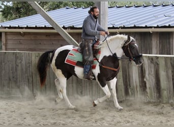 Caballo ""Curly"", Yegua, 7 años, 155 cm, Negro