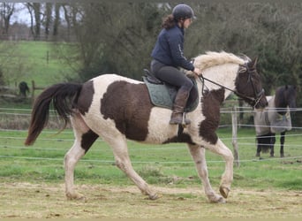 Caballo ""Curly"", Yegua, 7 años, 155 cm, Negro