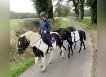 Caballo ""Curly"", Yegua, 7 años, 155 cm, Negro