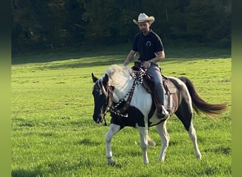 Caballo ""Curly"", Yegua, 7 años, 155 cm, Negro