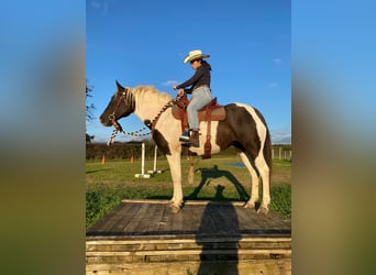 Caballo ""Curly"", Yegua, 7 años, 155 cm, Negro