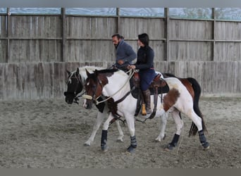 Caballo ""Curly"", Yegua, 7 años, 155 cm, Negro