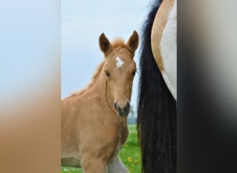 Caballo ""Curly"", Yegua, Potro (05/2023), 158 cm, Palomino