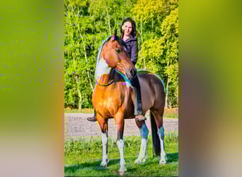 Caballo alemán Mestizo, Caballo castrado, 10 años, 160 cm