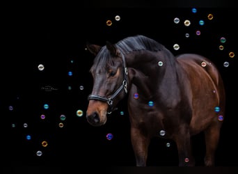 Caballo alemán, Caballo castrado, 10 años, 167 cm, Castaño