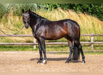 Caballo alemán, Caballo castrado, 10 años, 168 cm, Castaño oscuro