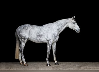 Caballo alemán, Caballo castrado, 10 años, 168 cm, Tordo rodado