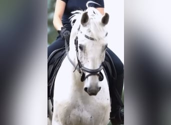 Caballo alemán, Caballo castrado, 10 años, 172 cm, Tordo picazo