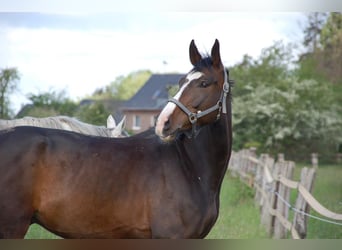 Caballo alemán, Caballo castrado, 10 años, 173 cm, Castaño oscuro