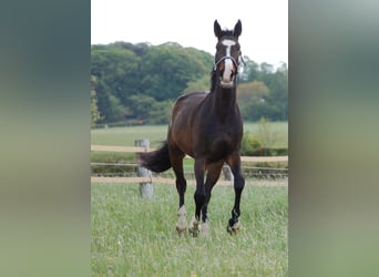 Caballo alemán, Caballo castrado, 10 años, 173 cm, Castaño oscuro