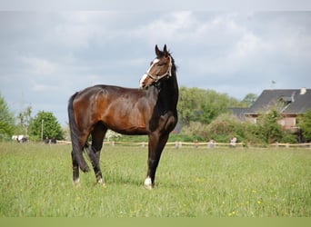 Caballo alemán, Caballo castrado, 10 años, 173 cm, Castaño oscuro