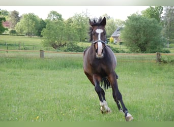 Caballo alemán, Caballo castrado, 10 años, 173 cm, Castaño oscuro