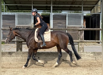 Caballo alemán, Caballo castrado, 10 años, 173 cm, Castaño oscuro