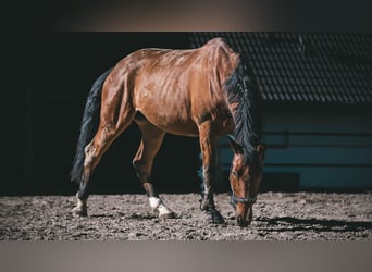 Caballo alemán, Caballo castrado, 10 años, 174 cm, Castaño