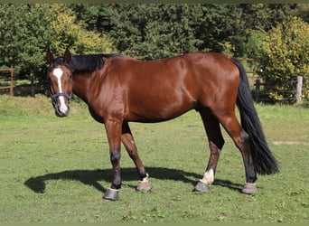 Caballo alemán, Caballo castrado, 10 años, 175 cm, Castaño