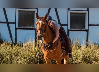 Caballo alemán, Caballo castrado, 11 años, 157 cm, Castaño