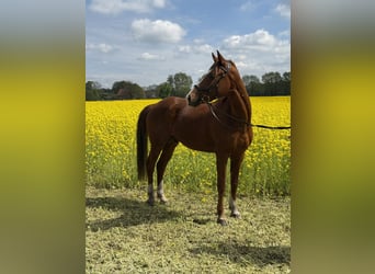Caballo alemán, Caballo castrado, 11 años, 160 cm, Alazán