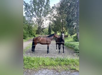 Caballo alemán, Caballo castrado, 11 años, 165 cm, Castaño