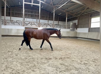 Caballo alemán, Caballo castrado, 11 años, 165 cm, Castaño