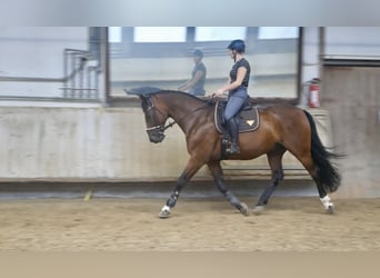 Caballo alemán, Caballo castrado, 11 años, 165 cm, Castaño