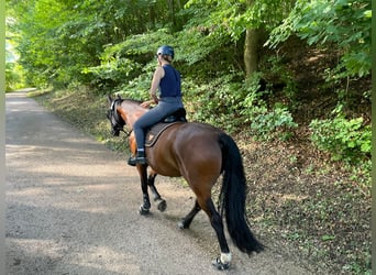 Caballo alemán, Caballo castrado, 11 años, 165 cm, Castaño