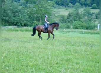 Caballo alemán, Caballo castrado, 11 años, 165 cm, Castaño