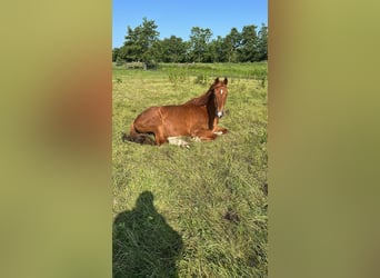 Caballo alemán, Caballo castrado, 11 años, 166 cm, Alazán