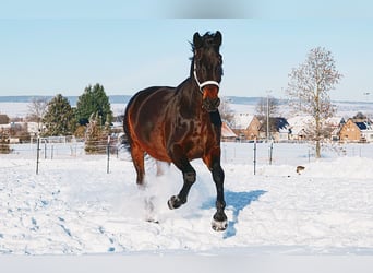 Caballo alemán Mestizo, Caballo castrado, 11 años, 166 cm, Castaño oscuro