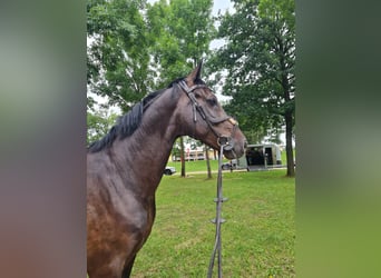 Caballo alemán, Caballo castrado, 11 años, 172 cm, Castaño oscuro