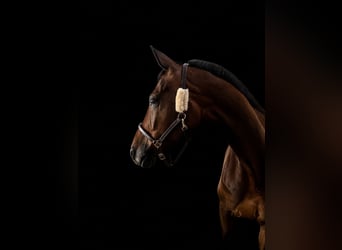 Caballo alemán, Caballo castrado, 11 años, 175 cm, Castaño oscuro