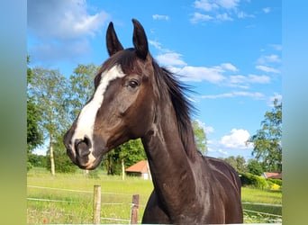 Caballo alemán, Caballo castrado, 12 años, 170 cm, Morcillo