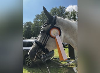 Caballo alemán, Caballo castrado, 12 años, 173 cm, Tordo
