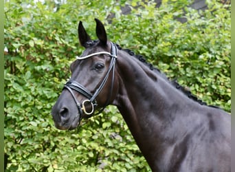 Caballo alemán, Caballo castrado, 13 años, 172 cm, Negro