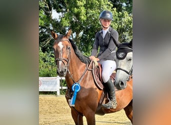 Caballo alemán, Caballo castrado, 13 años, 175 cm, Castaño
