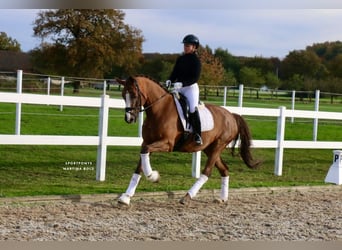 Caballo alemán, Caballo castrado, 14 años, 165 cm, Alazán-tostado