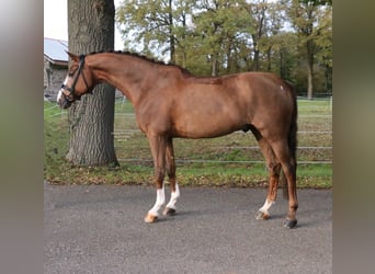Caballo alemán, Caballo castrado, 14 años, 165 cm, Alazán-tostado